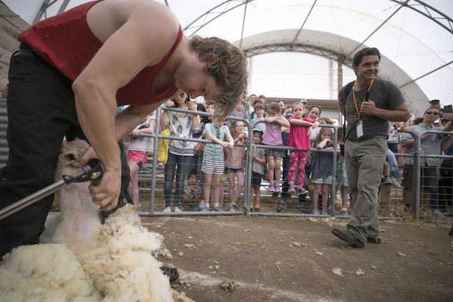 Guests watch Jack Algiere and farmer as sheep is shorn at 2017 Sheep Shearing Fest