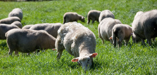 Sheep grazing in pasture